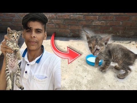 Baby Cat Ko Adopt Kar Liya😊Billi kaa Bacha mill Gya Gali mh