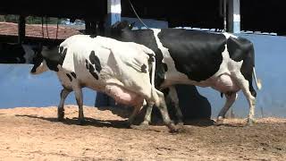 Vídeo 61 - 1ª ETAPA MEGA LIQUIDAÇÃO TOTAL AGROPECUÁRIA MARAJOARA - DIA 4 | GADO GIROLANDO E HOLANDÊS