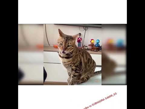 Baby Cats - Cute and Funny Baby Cat Videos Compilation