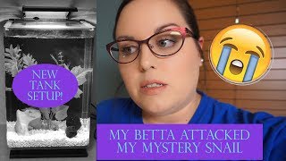 My Betta Attacked My Mystery Snail... | Snail Tank Setup