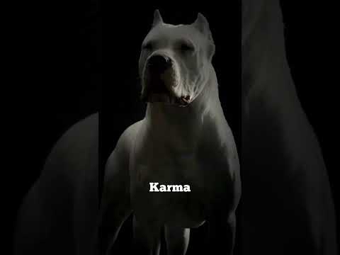 Top 7 Badass dog names 😈🔥🌍#short