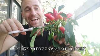 איך חותכים פלפלים חריפים מהשיח בצורה נכונה?