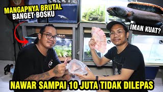 Download lagu LIMBATA MANGAP 10 JUTA! NAWAR DI LOKASI GAK DILEPAS PEMILIKNYA mp3