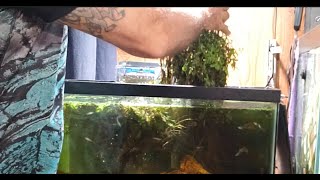 Removing A Huge Water Sprite From Gil-galad's Tank