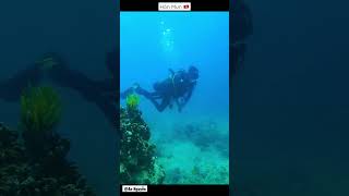 #Shorts #Vietnam #Travel #Nhatrang #Scubadiving - Lặn b&igrave;nh kh&iacute; H&ograve;n Mun - Nha Trang P2
