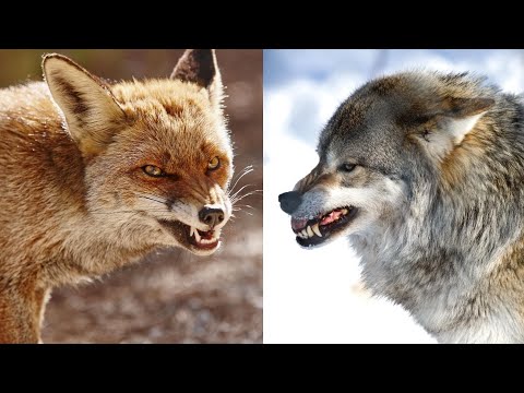 Wolf Vs Fox: Who's The Best | Wild Animals Comparison