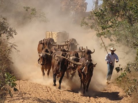 The history of the ox cart and in the world and in Brazil