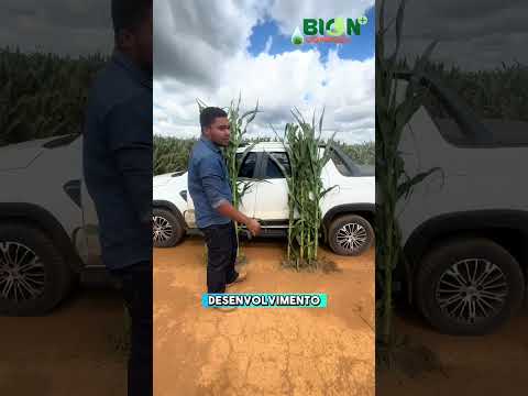 Lado a Lado com Bion+Complex em Ipameri-GO - milho safrinha #indutorderesistencia #agro #bioinsumos