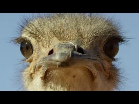 Ostrich: A Life On The Run [Trailer]