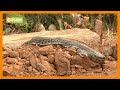 Residents Of Baringo Shocked As Python Appears After The Burial Of A Snake Charmer