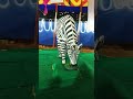 Zebra Gemini Circus