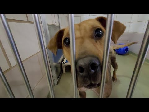 The Friday Shelter Walk At CCAS For The Weekend Of 10.29.2021