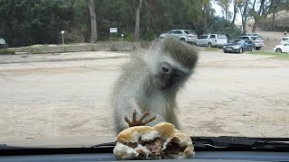 Baby Monkey Tries To Eat Burger Through Window