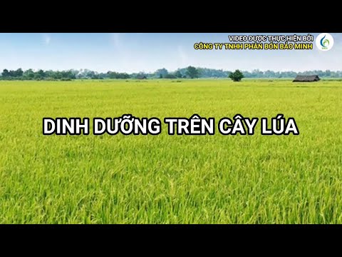 DINH DƯỠNG TRÊN CÂY LÚA | Bảo Minh FE