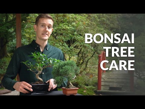 , title : 'Bonsai tree care'