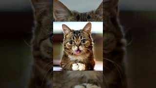 ASI SE VEN ESTOS ANIMALES CON SINDROME DE DOWN 😨 Parte 2 #youtube #shorts #aimales