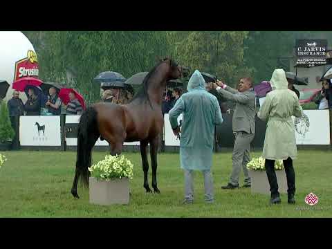 N 18 KSIAZE   All Polish Arabian Horse Championship   Colts 3 Years Old Class 3