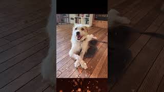 Video preview image #1 Australian Shepherd Puppy For Sale in Menifee, CA, USA