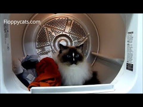 Cats and Clothes Dryers: Ragdoll Cats in a Clothes Dryer Floppycats - ねこ - ラグドール - Floppycats