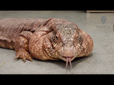 マダガスカル産のミニチュア恐竜