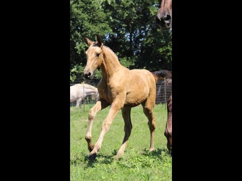 Hokulani EAS - 2019 Buckskin ANCCE PRE Andalusian Filly for Sale