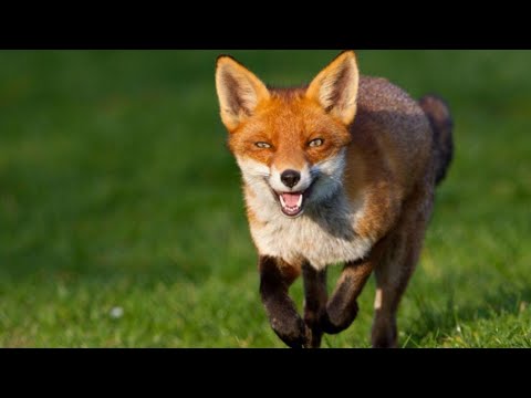 Vulpea cat e de sireata