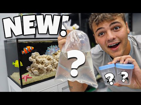 SHOPPING for My 30G SALTWATER AQUARIUM!!