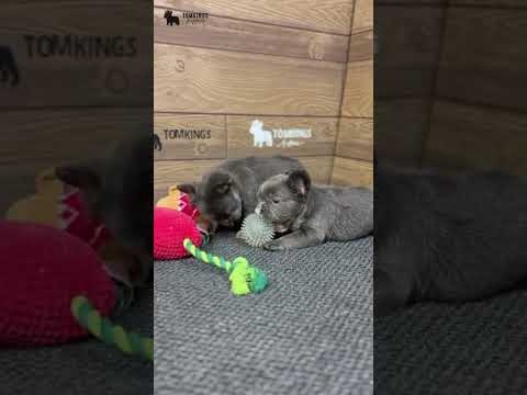 Video 2