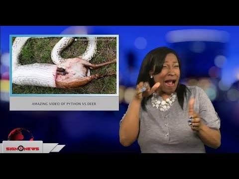 Amazing video of python VS deer (ASL - 3.2.18)