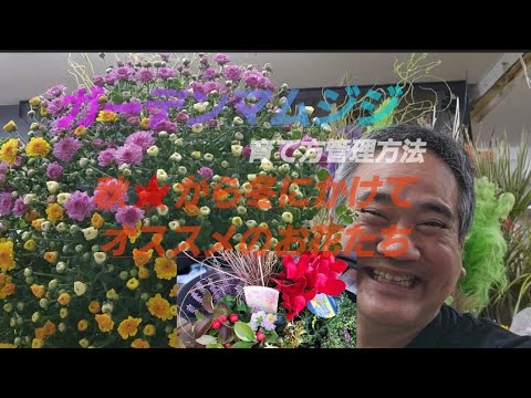 冬のガマズミ属の木を植える時期はいつですか?ピンクの花を持つこの非常に香りのよい低木について知っておくべきすべてのこと！  庭園