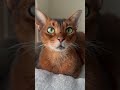 Some facts about Abyssinian Cats 💚💚 #abyssiniancat