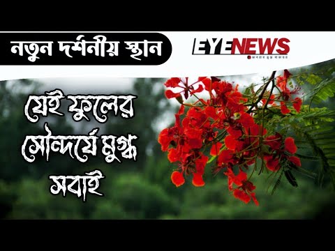 সড়কের দু`পাশে ফুটেছে আগুন রাঙ্গা ফুল | নতুন দর্শনীয় স্থান | Beautiful places | Flowers || Eye News