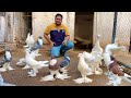 Ground Birds, Fancy Kabootar, Pheasant Farming, Peacock Dance, Hen Hatching Chiks Hsn Entertainment