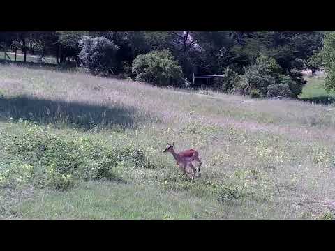 Djuma: Female Impala and lamb - 14:59 - 01/04/2023