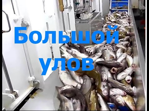 Автоматическая линия для рыбалки. Amazing Automatic Lines,Catching and Processing Fish Right on Ship