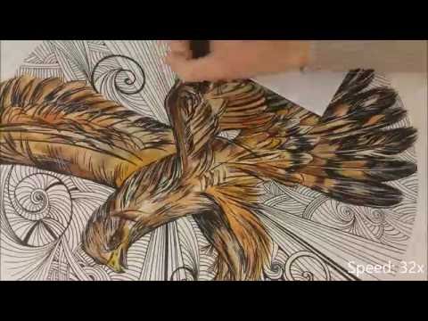Harrier Hawk - Speed painting by Fiona-Clarke.com