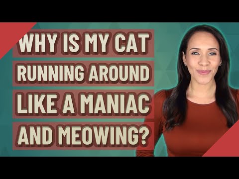 Why is my cat running around like a maniac and meowing?