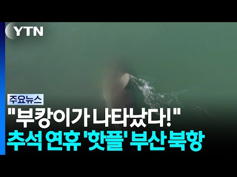 "부캉이가 나타났다!"...추석 연휴 '핫플' 부산 북항 / YTN