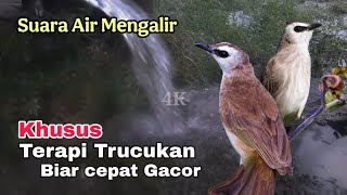 Download lagu TERAPI TRUCUKAN STRES - TERAPI TRUCUKAN biar CEPAT GACOR dengan SUARA AIR mp3