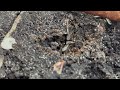 Swarm of Ants Found Under a Piece of Concrete in Old Bridge, NJ