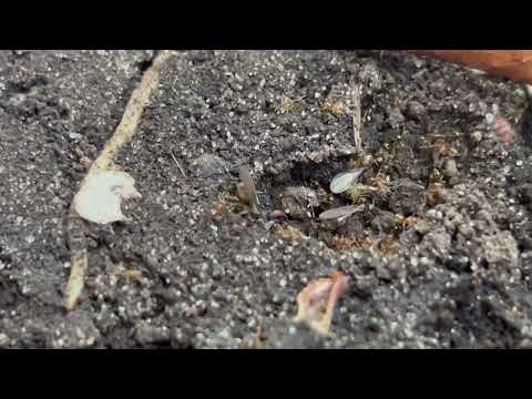 Swarm of Ants Found Under a Piece of Concrete in Old Bridge, NJ