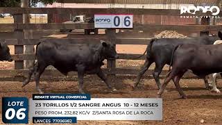 LOTE 6