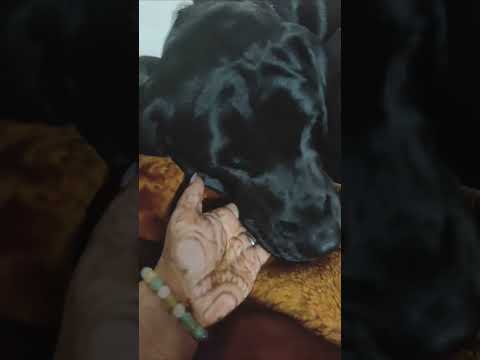 fav song 🤩❣️ #dog #entertainment #funny #youtubeshorts #hashtags #viral #cute