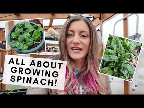 Growing spinach, why it's perfect for beginners, and how I grow it almost all year in zone 7!
