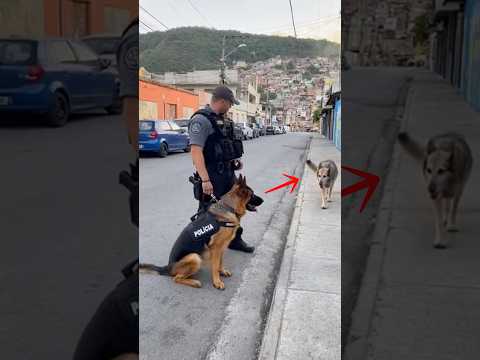 Cão Policial (K9) reencontra mãe depois de anos sem ver (e essa foi a reação)