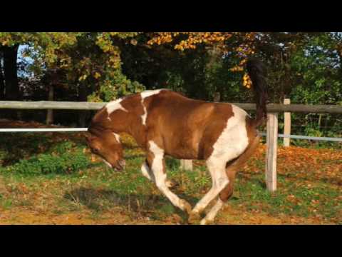 Balsame Dikulja der Gelenke Schmerzen im Nacken von hormonellen