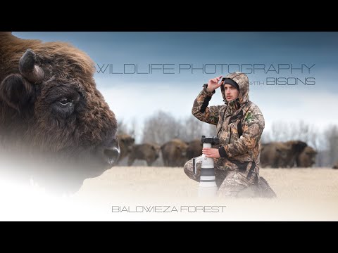 Wildlife Photography with BISONS - Białowieża National Park, Poland