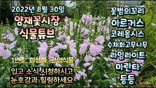 양재꽃시장 식물튜브 2022년 8월 30일 입고영상 시청하시면서 아이쇼핑하시면서 눈호강과 힐링하세요~~~ #…