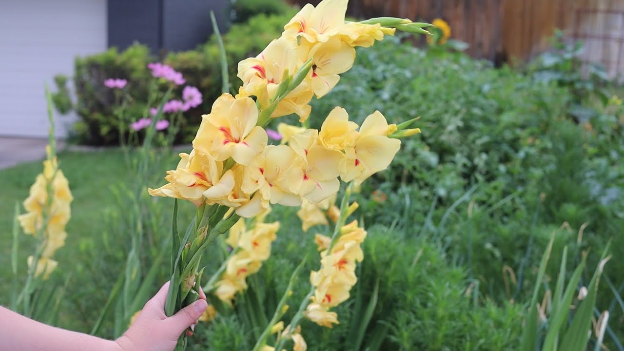 Gladiolus 'Platini' - Showcase