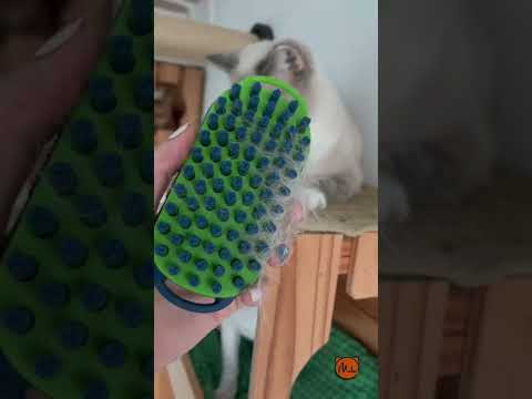 Best Cat Brush for Short Hair Cats and Difficult Cats